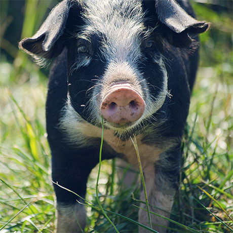 Tyner Pond Farm