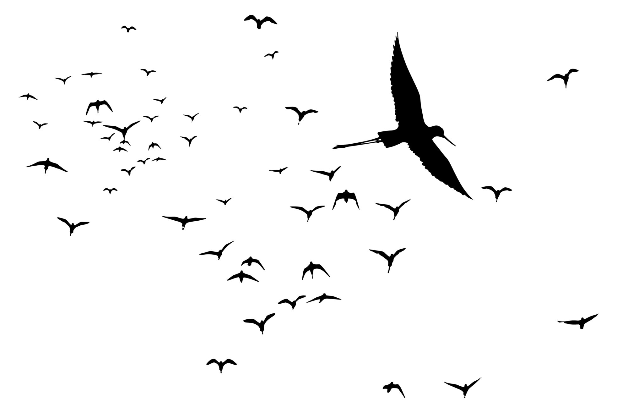 Flying water birds (illustration)