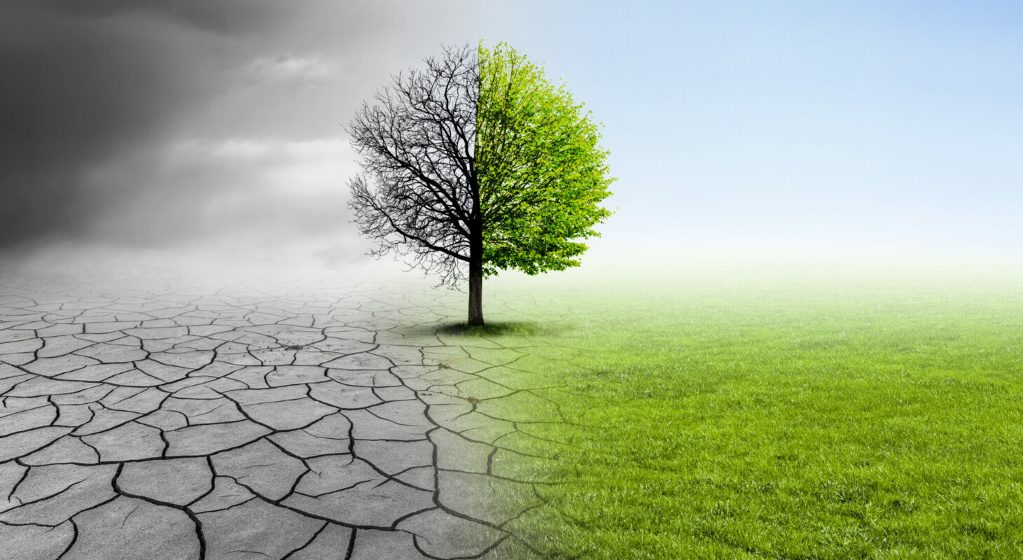 Tree with one bare and one leafy side before environment